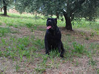 cane corso rustico 